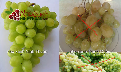 nho xanh ninh thuan